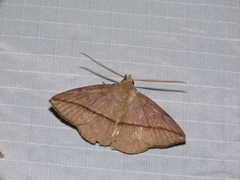 Ugia purpurea