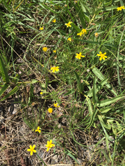 Tetraneuris linearifolia