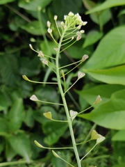 Capsella bursa-pastoris