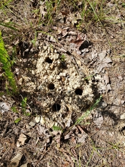 Ptilothrix bombiformis