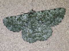 Aeolochroma hypochromaria