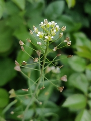Capsella bursa-pastoris