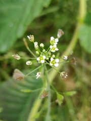 Capsella bursa-pastoris
