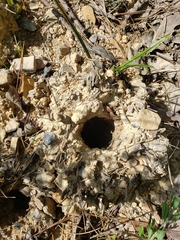 Ptilothrix bombiformis