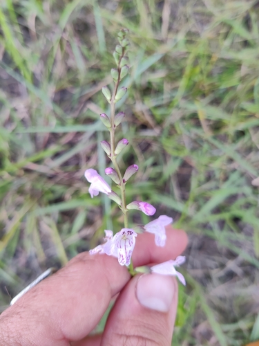 Image of Physostegia godfreyi by (c) Scott Allen Davis, some rights reserved (CC BY)