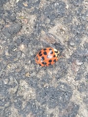 Harmonia axyridis