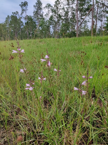 Image of Physostegia godfreyi by (c) Scott Allen Davis, some rights reserved (CC BY)