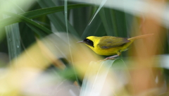 Geothlypis flavovelata