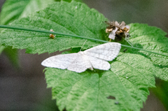 Scopula floslactata