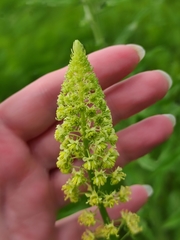 Reseda lutea