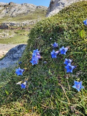 Gentiana occidentalis