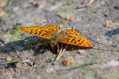 Boloria euphrosyne