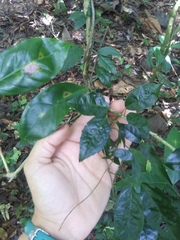 Bignonia aequinoctialis