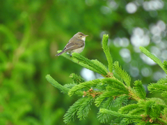 Iduna caligata
