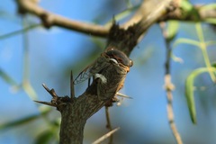 Diceroprocta cinctifera