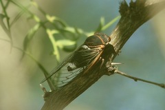 Diceroprocta cinctifera