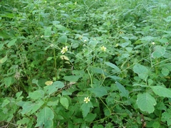 Geum × catlingii