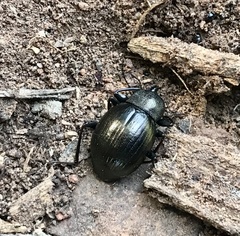 Meracantha contracta