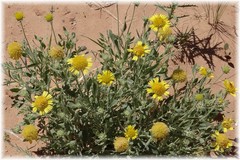 Gaillardia spathulata