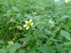 Geum × catlingii