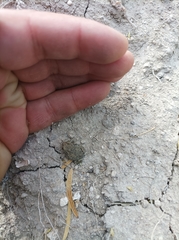 Anaxyrus debilis