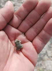Anaxyrus debilis