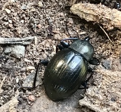 Meracantha contracta