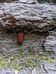 Pyrochroa coccinea