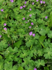 Geranium pyrenaicum
