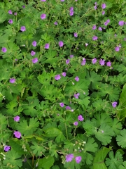 Geranium pyrenaicum