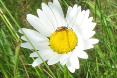 Pseudovadonia