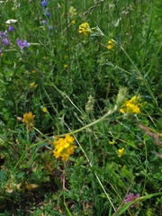 Medicago falcata