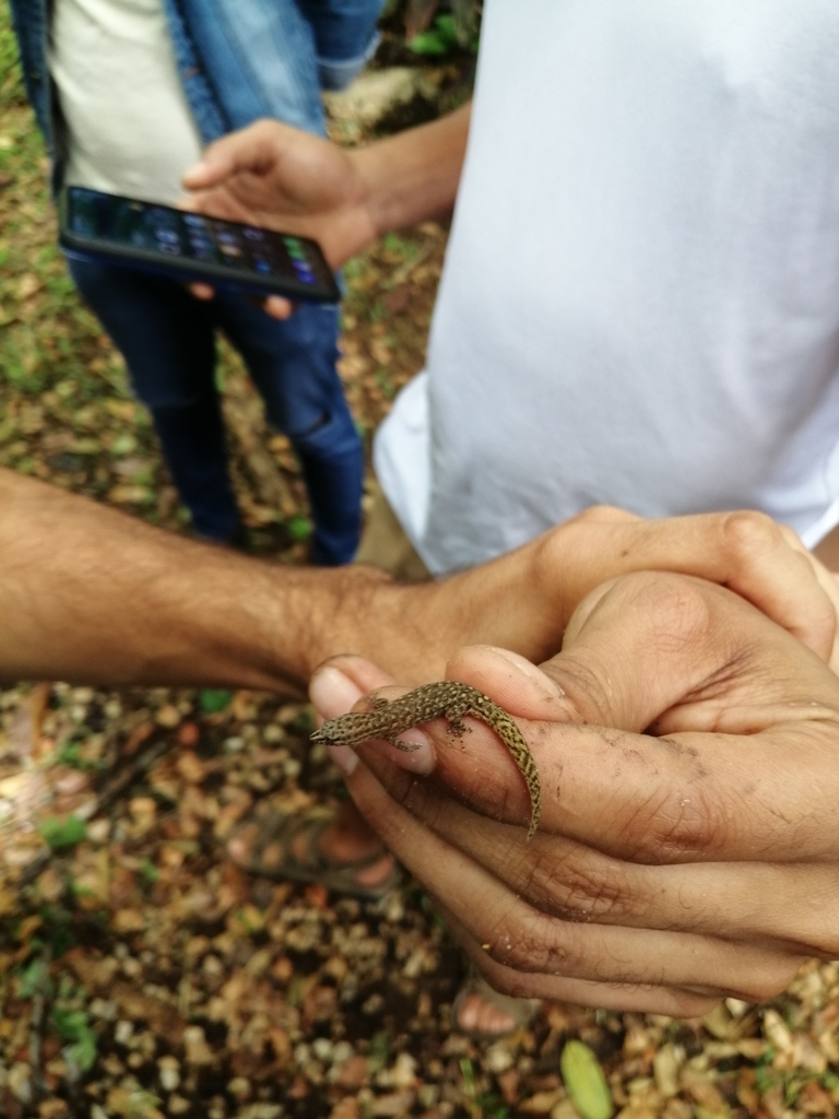 Peninsula Least Gecko