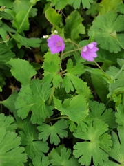 Geranium pyrenaicum