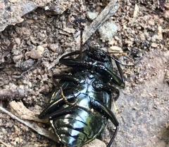 Meracantha contracta