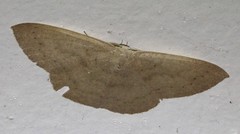Cyclophora obstataria
