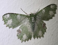 Eucyclodes fascinans