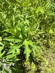 Napaea dioica