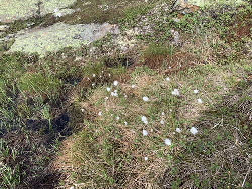 Eriophorum vaginatum iNaturalist observation