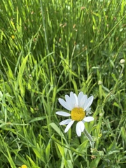 Leucanthemum vulgare