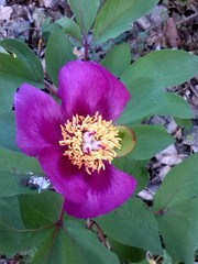Paeonia mascula