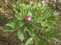 Paeonia mascula