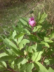 Paeonia mascula