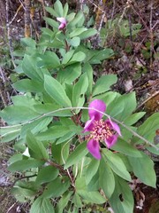 Paeonia mascula