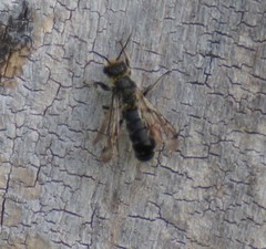 Chelostoma florisomne