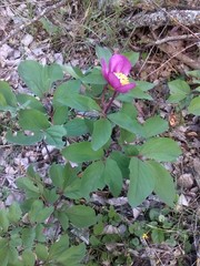 Paeonia mascula