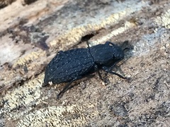 Polypleurus perforatus