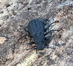 Polypleurus perforatus