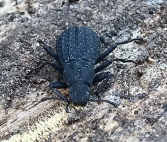 Polypleurus perforatus