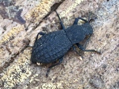 Polypleurus perforatus